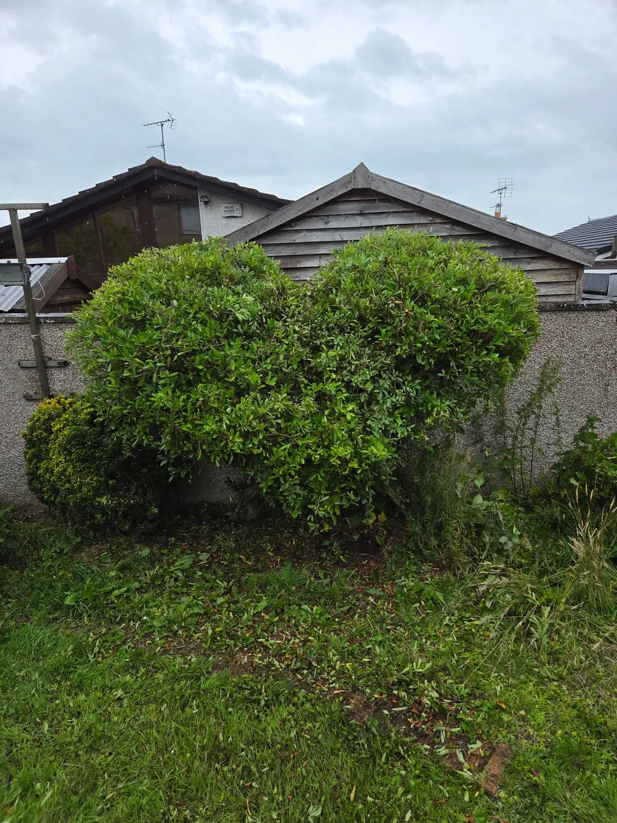 Hero image for Beech Hedge Care Guide: Maintenance for Irish Gardens