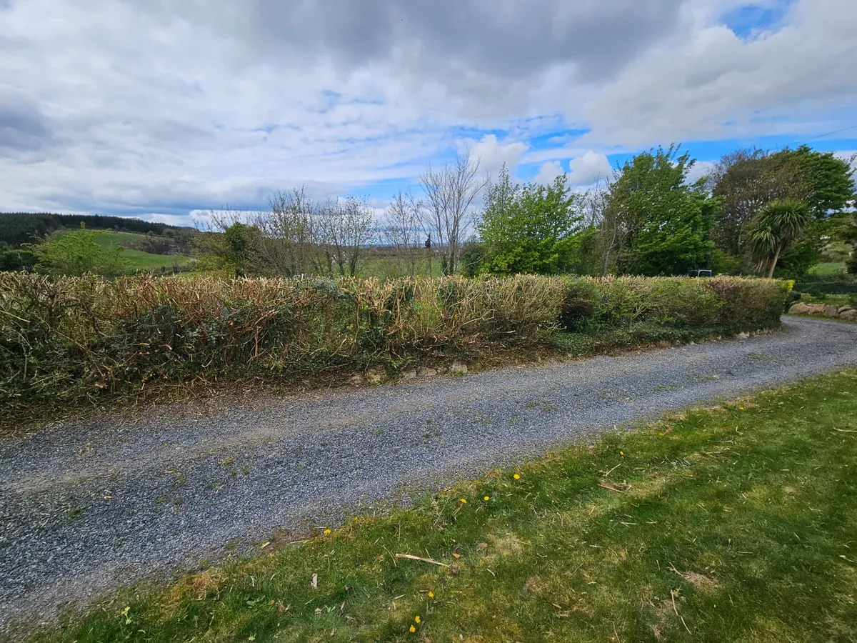 A roadside hedge we reduced and tidied near Ravensdale, Co. Louth.